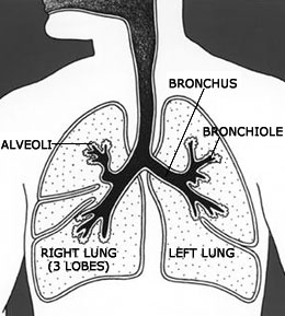 Drawing of the chest diagramming the lungs, alveoli, bronchus, and bronchiole. The right lung has 3 sections, or lobes, and the left lung has 2 lobes.