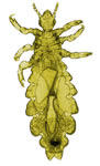 Adult head louse