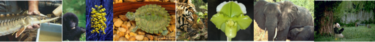 Collage of Animals and Plants.  Photo Credits:  FWS