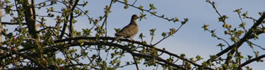 Mourning dove in tree.