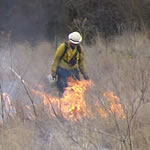 Fire fighter carefully watching small flame as it moves through the grass.