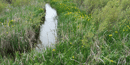 The narrow Niobrara River at Agate Fossil Beds, with the yellow flag (iris) in bloom.