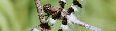 A 12-spotted skimmer dragonfly perches on twigs while hunting near the Minnesota River.