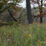 Oak savanna forest and flowers
