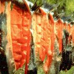 salmon drying