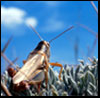 Photograph of a grasshopper.