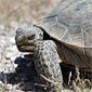 Desert Tortoise, Las Vegas NV