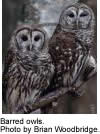 Barred owls. Photo by Brian Woodbridge. 