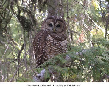 Northern spotted owl