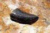 Dinosaur tooth found in Arctic