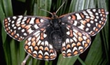 Bay Checkerspot Butterfly. Photo credit: TW , California Academy of Sciences