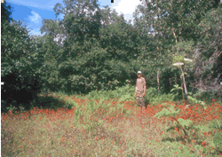 Orange hawkweed infestation