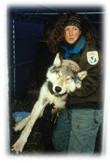 A tranquilized wolf being reintroduced into Yellowstone National Park back in the 90s.
