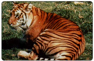 The United States has long been at the forefront of promoting the conservation of tigers.  There is concern about reports that China may soon lift its domestic ban on trade in tigers and tiger parts.  At the upcoming conference, the U.S. will strongly encourage China to retain its domestic ban and will discuss ways of improving cooperative law enforcement efforts with India and other range countries.
