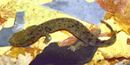 Ozark hellbender