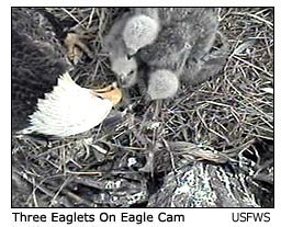 eagle cam