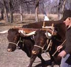 Red Devon oxen driven by teamster. 