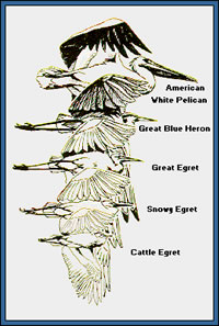 Waterfowl Comparative Sizes - credit Central Flyway Waterfowl Council