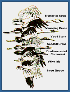 Waterfowl Comparative Sizes - credit Central Flyway Waterfowl Council