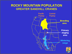 Rocky Mountain Greater Sandhill Cranes Map - credit Jim Dubovsky, USFWS