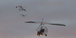 Whoopers following ultra light aircraft -  credit Whooping Crane Eastern Partnership