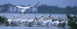 White Pelicans - credit George Gentry, USFWS