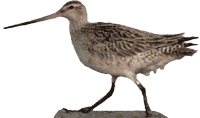 Bar-tailed Godwit (Limosa lapponica)