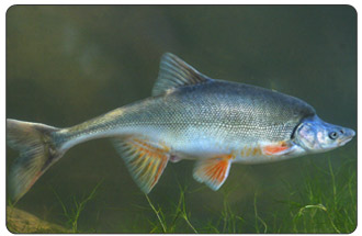 The number of adult humpback chub, Gila cypha, in Grand Canyon has stabilized between 2001 and 2005 after years of decline, USGS biologists say. The endangered freshwater fish is found only in the Colorado River Basin. 