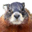 yellow-bellied marmot