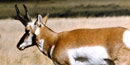 Pronghorn