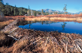Wetland/Pond Filtration Project, Wood River RC&D, Idaho