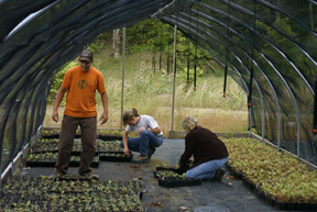 Apprentices in Shadehouses