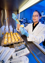 Photo: A scientist examines eggs in the laboratory. Link to photo information