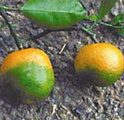 Fruit affected by citrus greening.