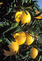 Navel oranges growing in Florida.