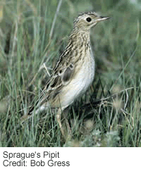 Sprague's Pipit