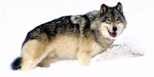 gray wolf