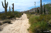 photograph of the El Camino Del Diablo road at the Cabeza Prieta National Wildlife Refuge, Ajo, Arizona, showing the dirt and sand road going through the desert. There are low shrubs, mesquite trees and saguaro catus along the road. The mountains can be seen in the background.