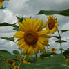 A photo of yellow sunflowers in a green field with white clouds above