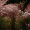 photo of grasses in pinks and greens, moving in the breeze