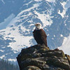 photo of an eagle standing on rocks with a snowy mountain in the distance