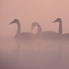 photo of 5 geese, swimming in the frosty air
