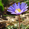 close up photo of a single flower with purple petals