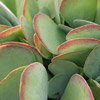 close up photo of pale green and pink paddle shaped leaves