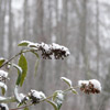 photo of slim branches with leaves, bending under the weight of snow
