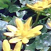 photo of a field of yellow flowers and green leaves