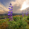 photo of tall flowers in the foreground, mountains in the distance, cloud streaked sky