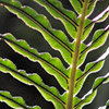 A very close photo of a fern showing the texture of the leaflets, edged in bright light
