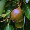 close up photo of pear hanging on the tree, surrounded by green leaves
