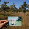 photo of a hand, holding a photo of people planting trees, with the mature trees under a blue sky behind it.